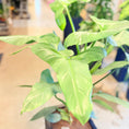 Indlæs billede i gallerivisning, Philodendron (Burle Marx) – 120 cm høj Second Hand plante i sort krukke
