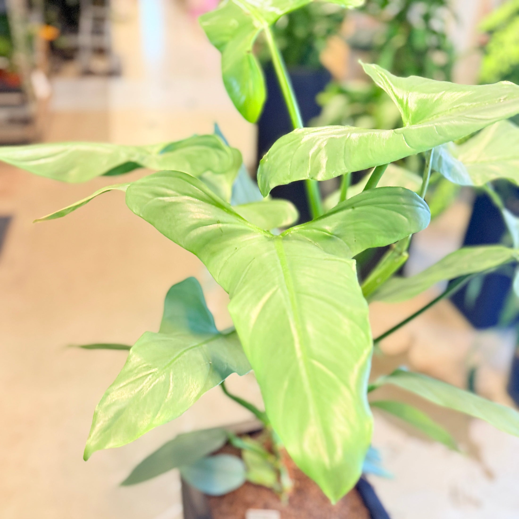 Philodendron (Burle Marx) – 120 cm høj Second Hand plante i sort krukke