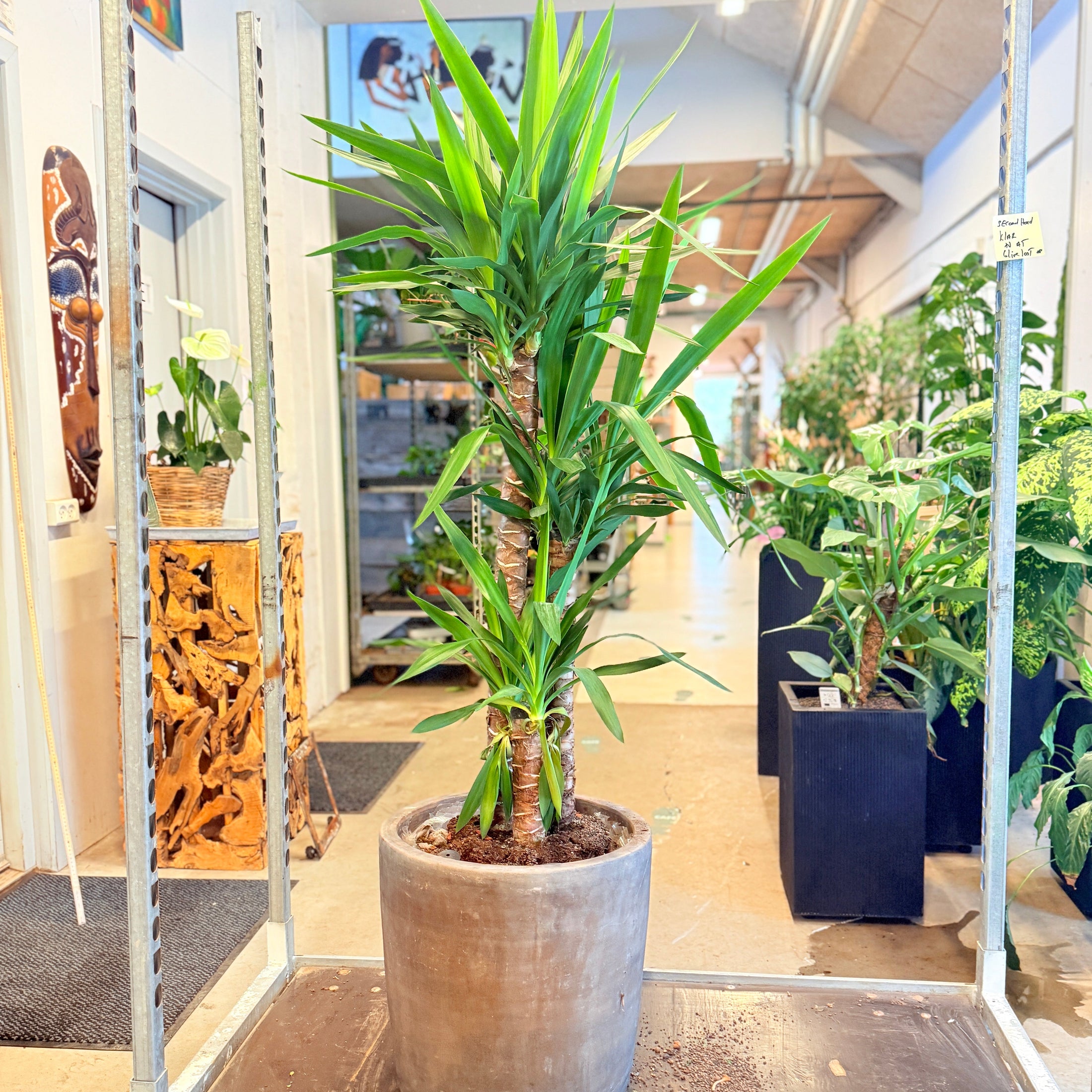 Second Hand Yuccapalme – Robust Grøn Plante med Skulpturel Stamme