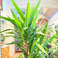 Indlæs billede i gallerivisning, Second Hand Yuccapalme – Robust Grøn Plante med Skulpturel Stamme
