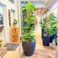 Indlæs billede i gallerivisning, Second Hand Guldranke – Klatrende Grøn Plante på Mosstok
