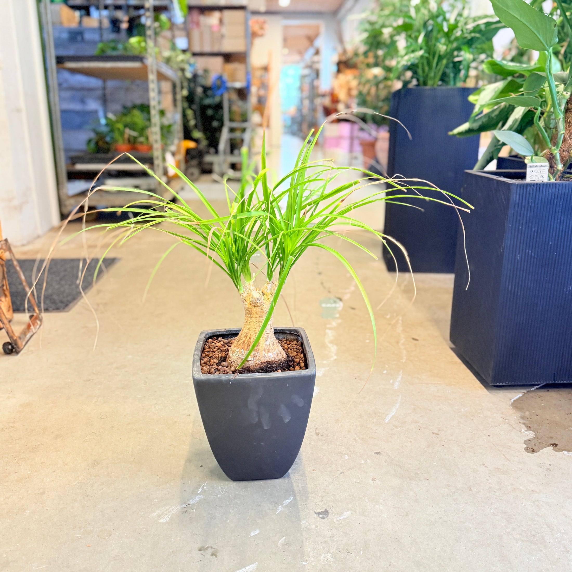 Second Hand Elefantfod – Eksotisk Grøn Plante med Skulpturel Stamme