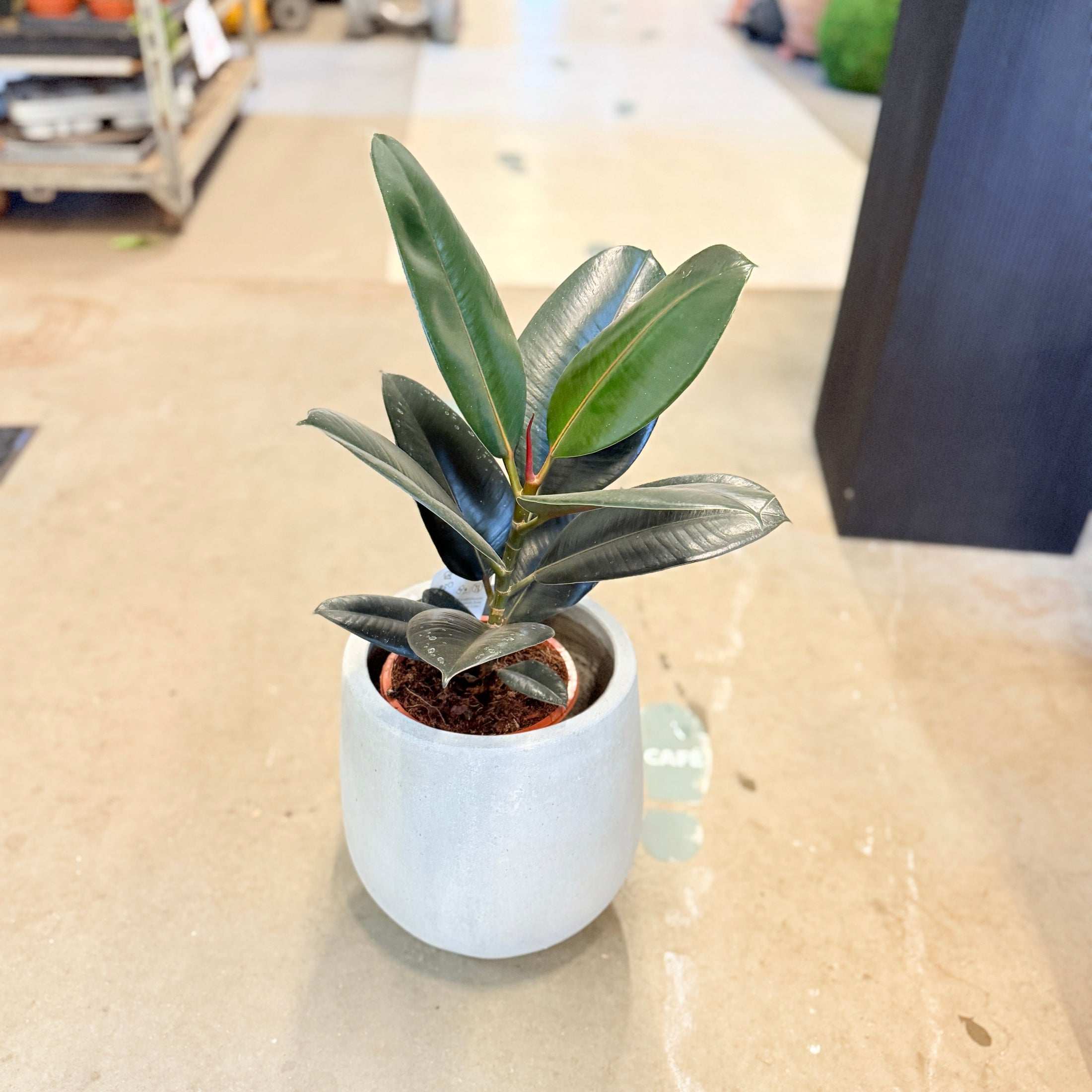 Second Hand Gummifigen – Robust Grøn Plante med Store Blade