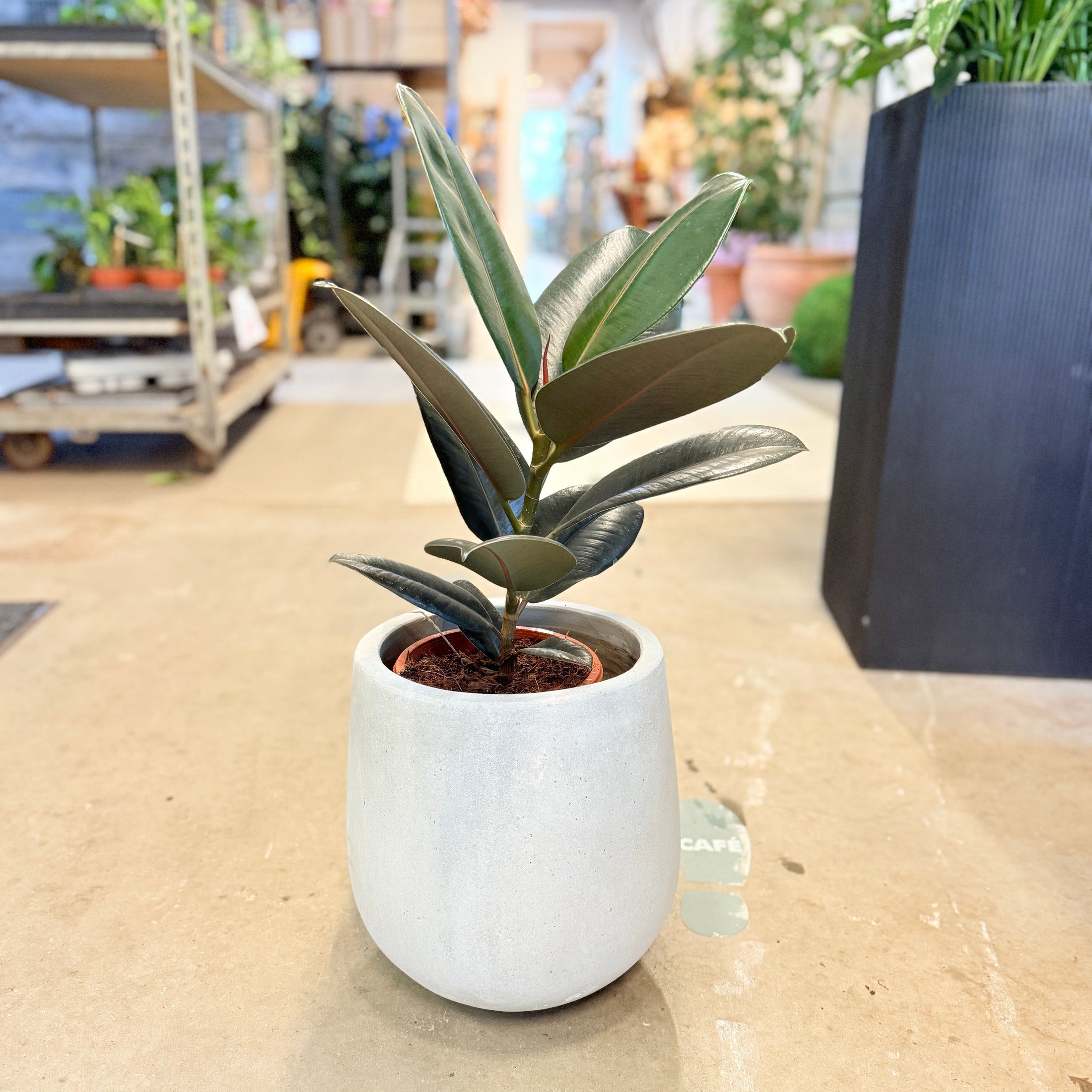 Second Hand Gummifigen – Robust Grøn Plante med Store Blade