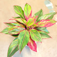 Indlæs billede i gallerivisning, Second Hand Aglaonema – Kinesisk Lykkeblad med Dekorative Blade

