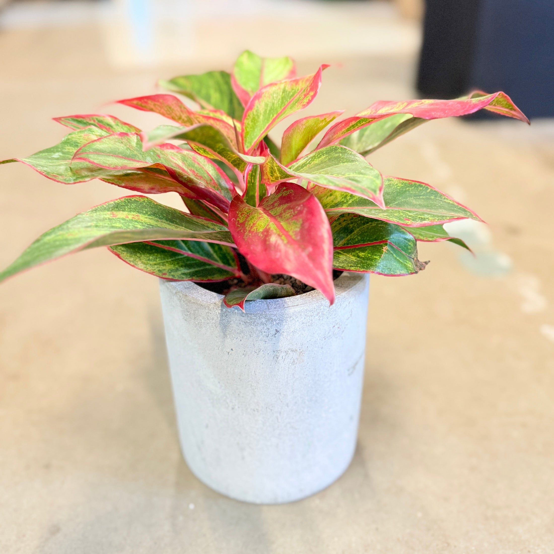 Second Hand Aglaonema – Kinesisk Lykkeblad med Dekorative Blade