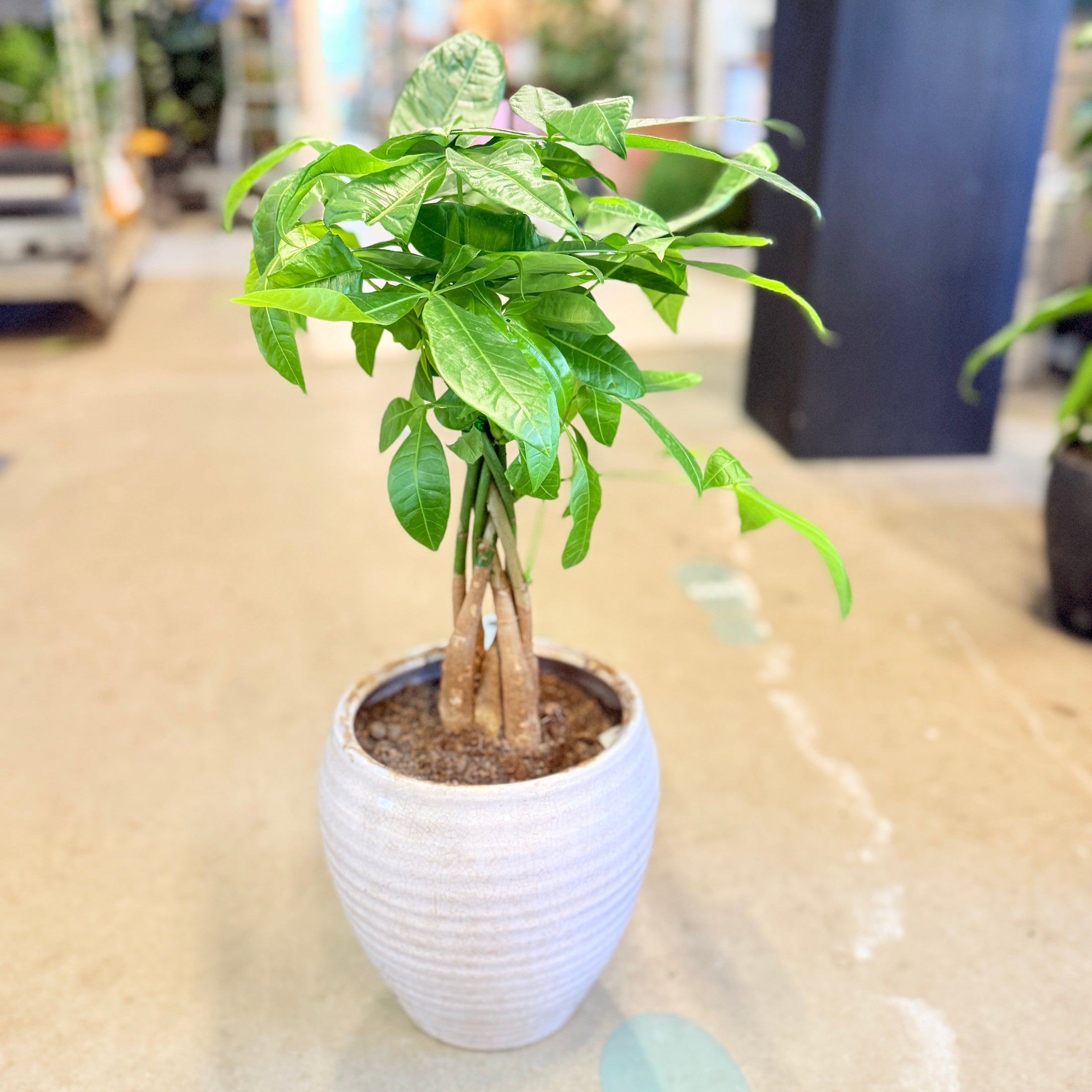 Second Hand Lykkekastanje – Eksotisk Grøn Plante med Flettet Stamme