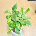 Indlæs billede i gallerivisning, Second Hand Lykkekastanje – Eksotisk Grøn Plante med Flettet Stamme
