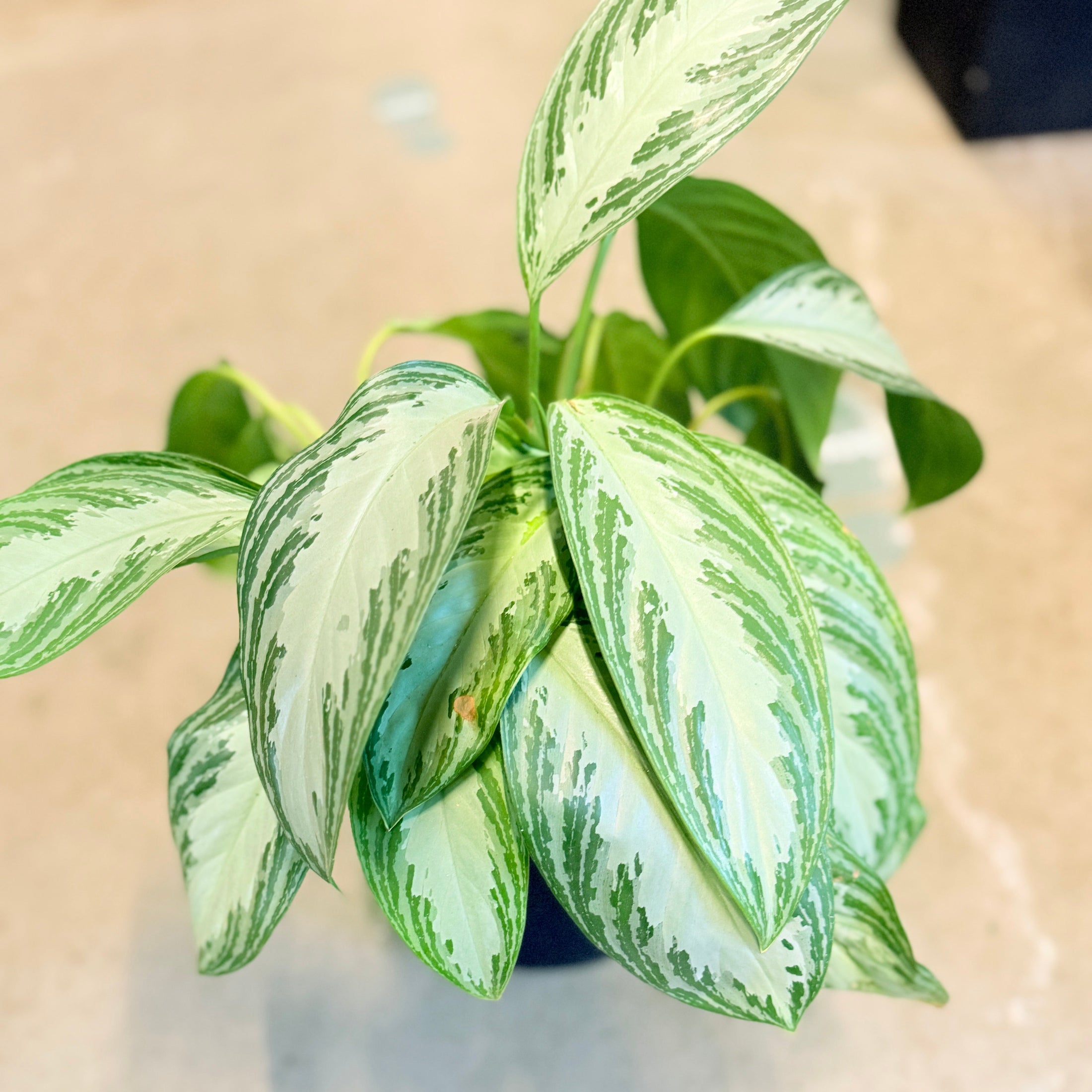 Second Hand Aglaonema – Kinesisk Lykkeplante med Dekorative Blade