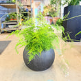 Indlæs billede i gallerivisning, Second Hand Aspargesbregne – Luftig Grøn Plante med Fint Løv
