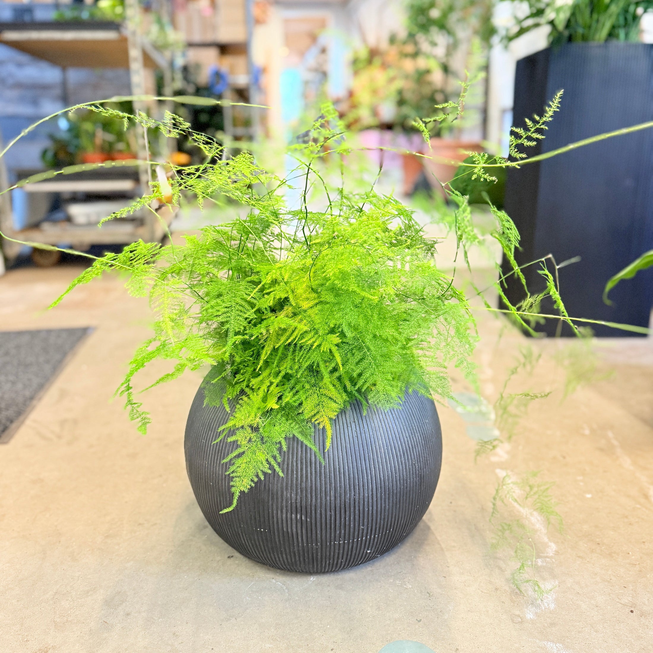 Second Hand Aspargesbregne – Luftig Grøn Plante med Fint Løv