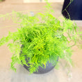 Indlæs billede i gallerivisning, Second Hand Aspargesbregne – Luftig Grøn Plante med Fint Løv
