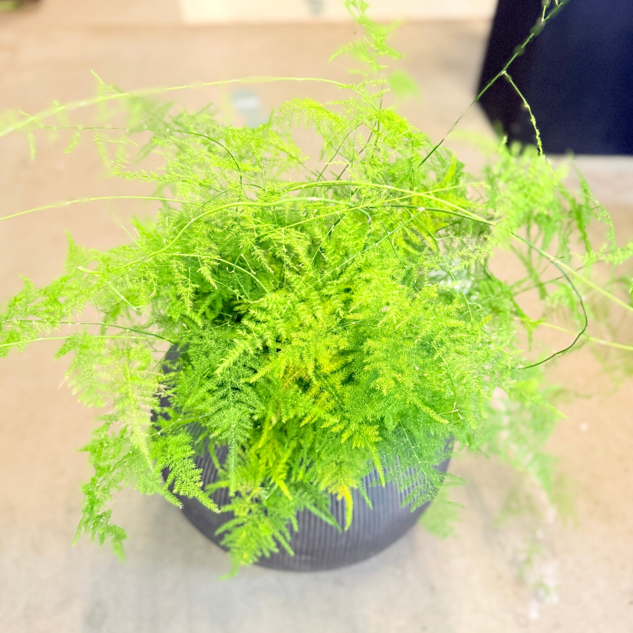 Second Hand Aspargesbregne – Luftig Grøn Plante med Fint Løv