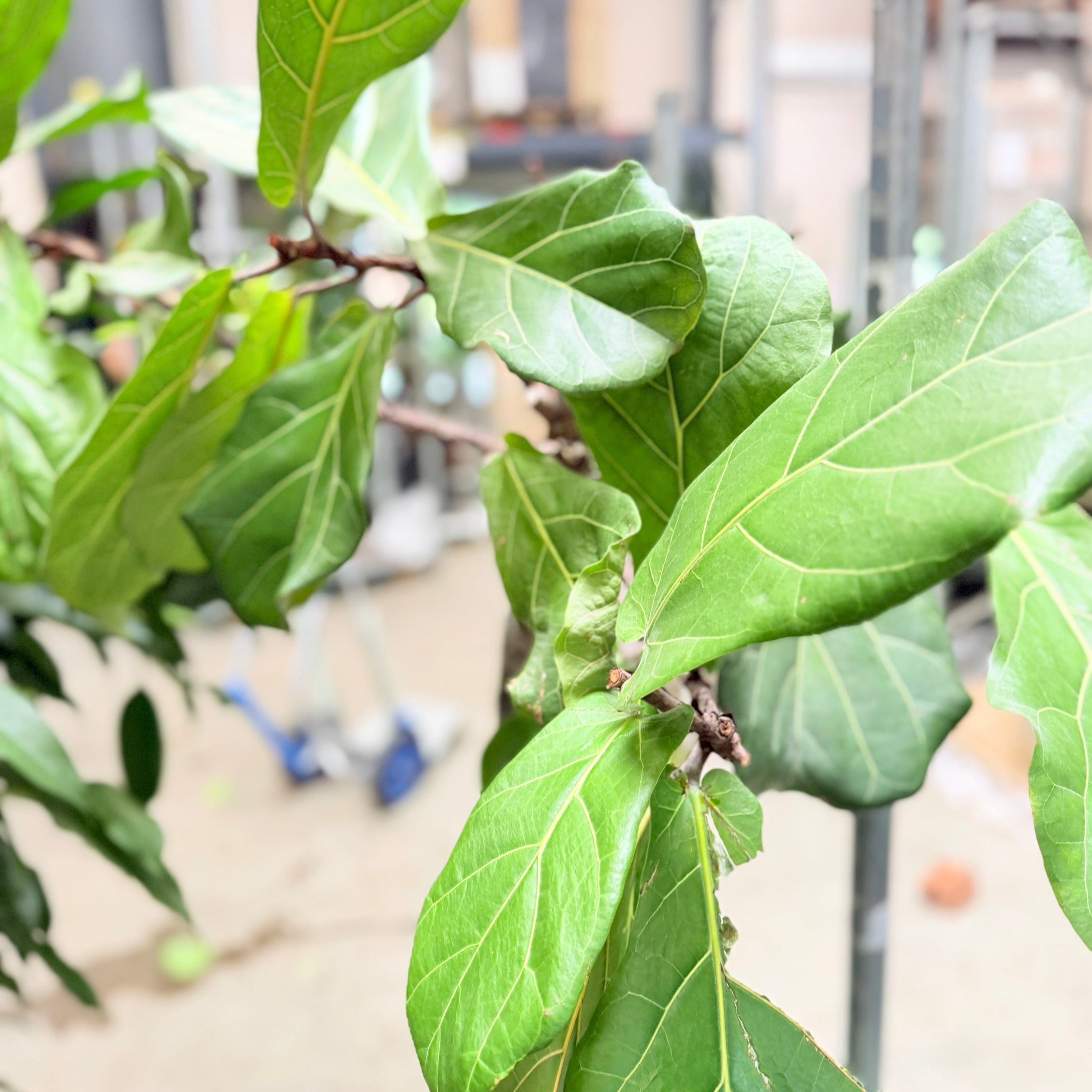 Second Hand Violinfigen – Ficus lyrata 170 cm i Cementkrukke fra Århus