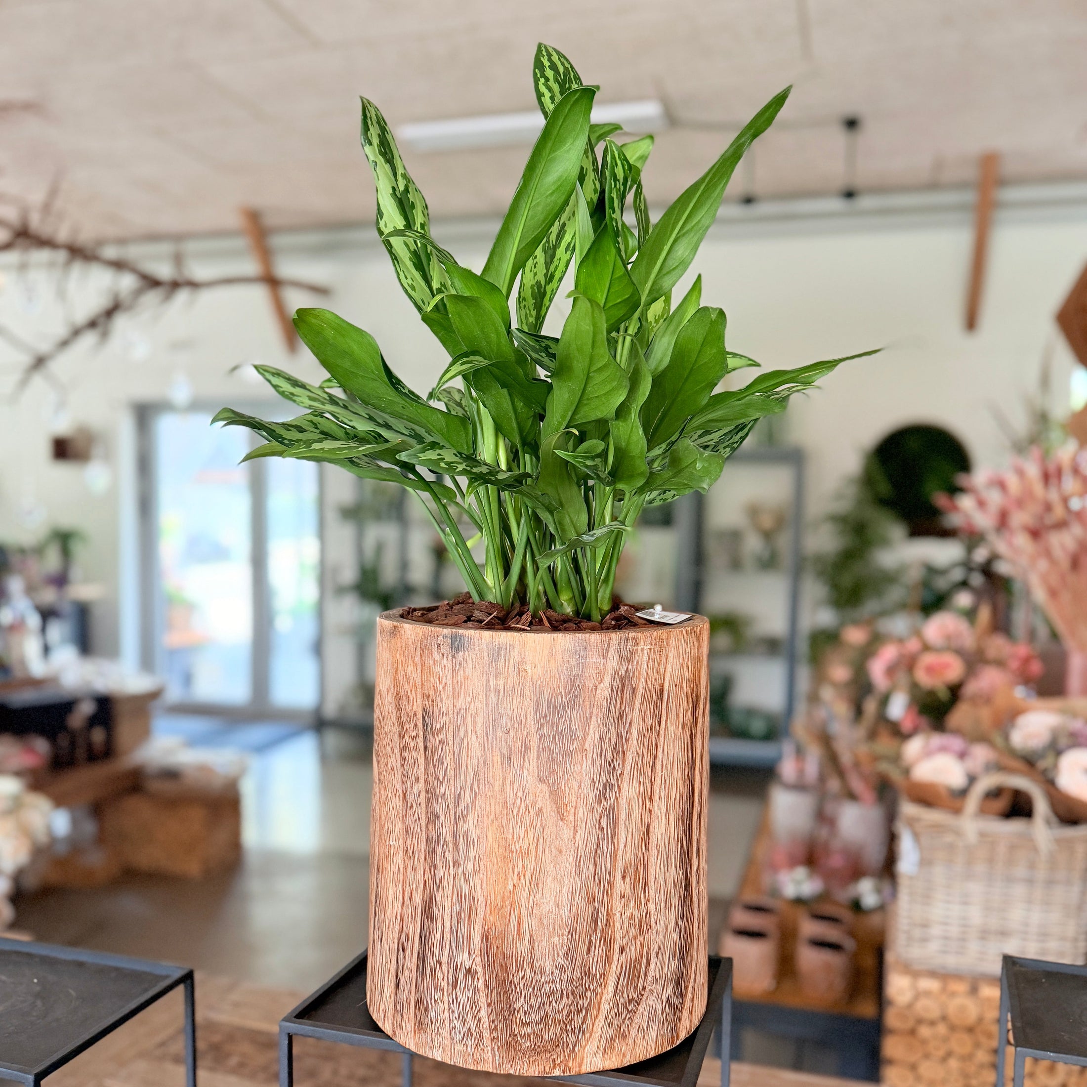 Second Hand Aglaonema – Kinesisk Stedsegrøn i Naturkrukke på 70 cm