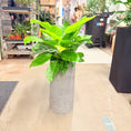 Indlæs billede i gallerivisning, Second Hand Philodendron Prince of Orange – Bæredygtig Stueplante med Varme Farver
