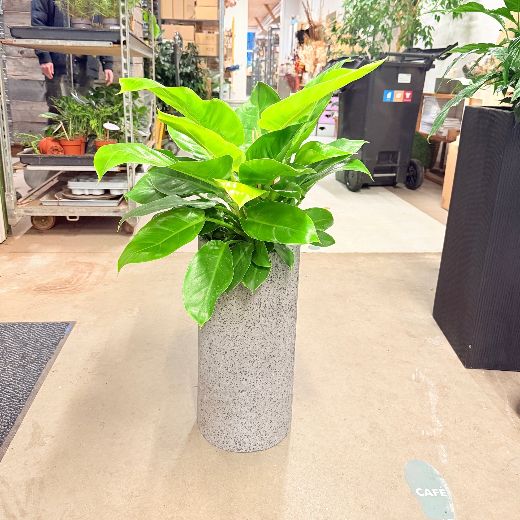 Second Hand Philodendron Prince of Orange – Bæredygtig Stueplante med Varme Farver