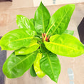 Indlæs billede i gallerivisning, Second Hand Philodendron Prince of Orange – Bæredygtig Stueplante med Varme Farver
