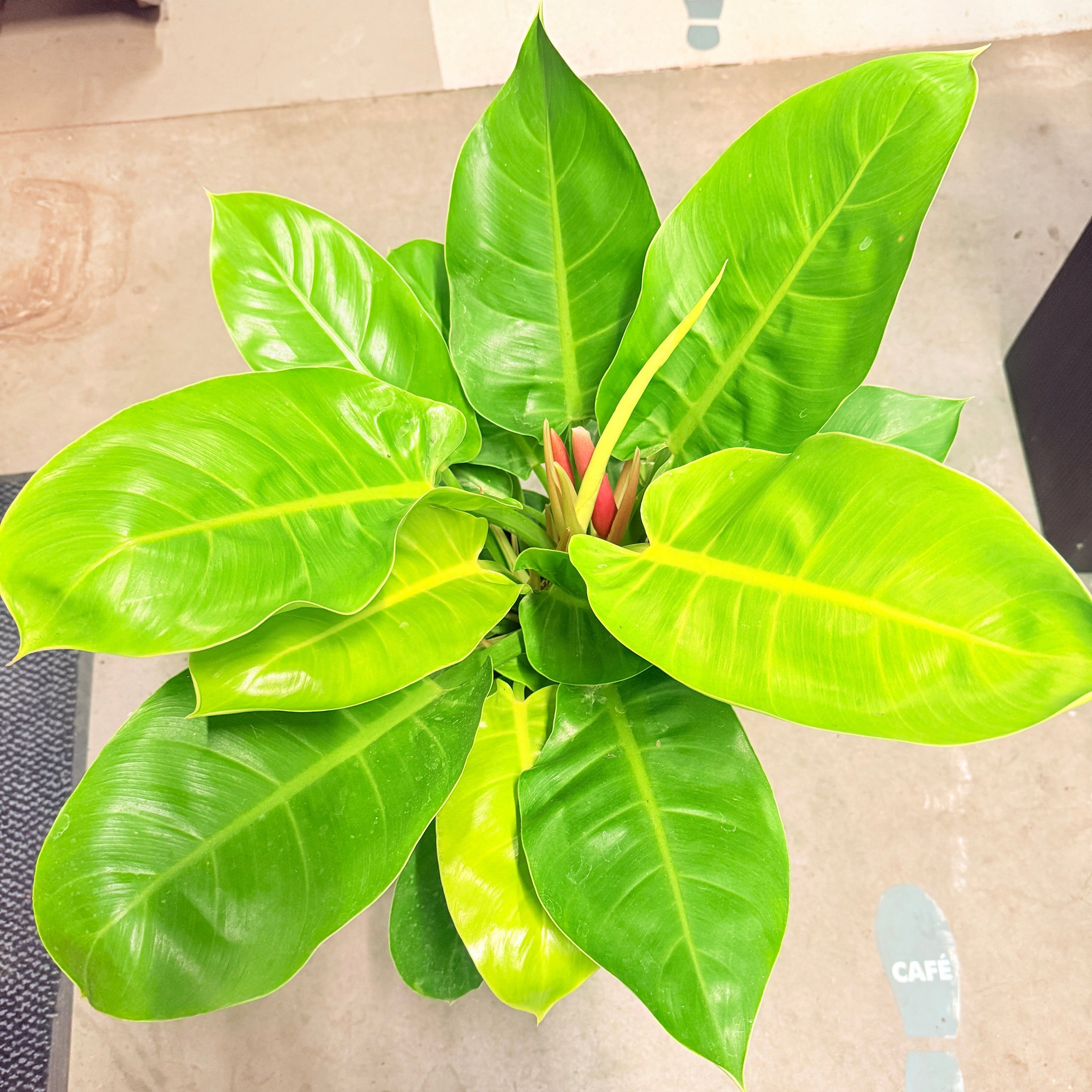 Second Hand Philodendron Prince of Orange – Bæredygtig Stueplante med Varme Farver
