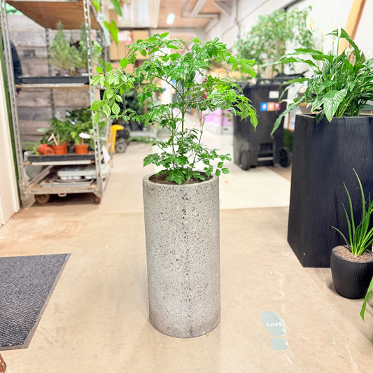 Second Hand Radermachera – Kina-Dukke-Træ med Elegant Udtryk