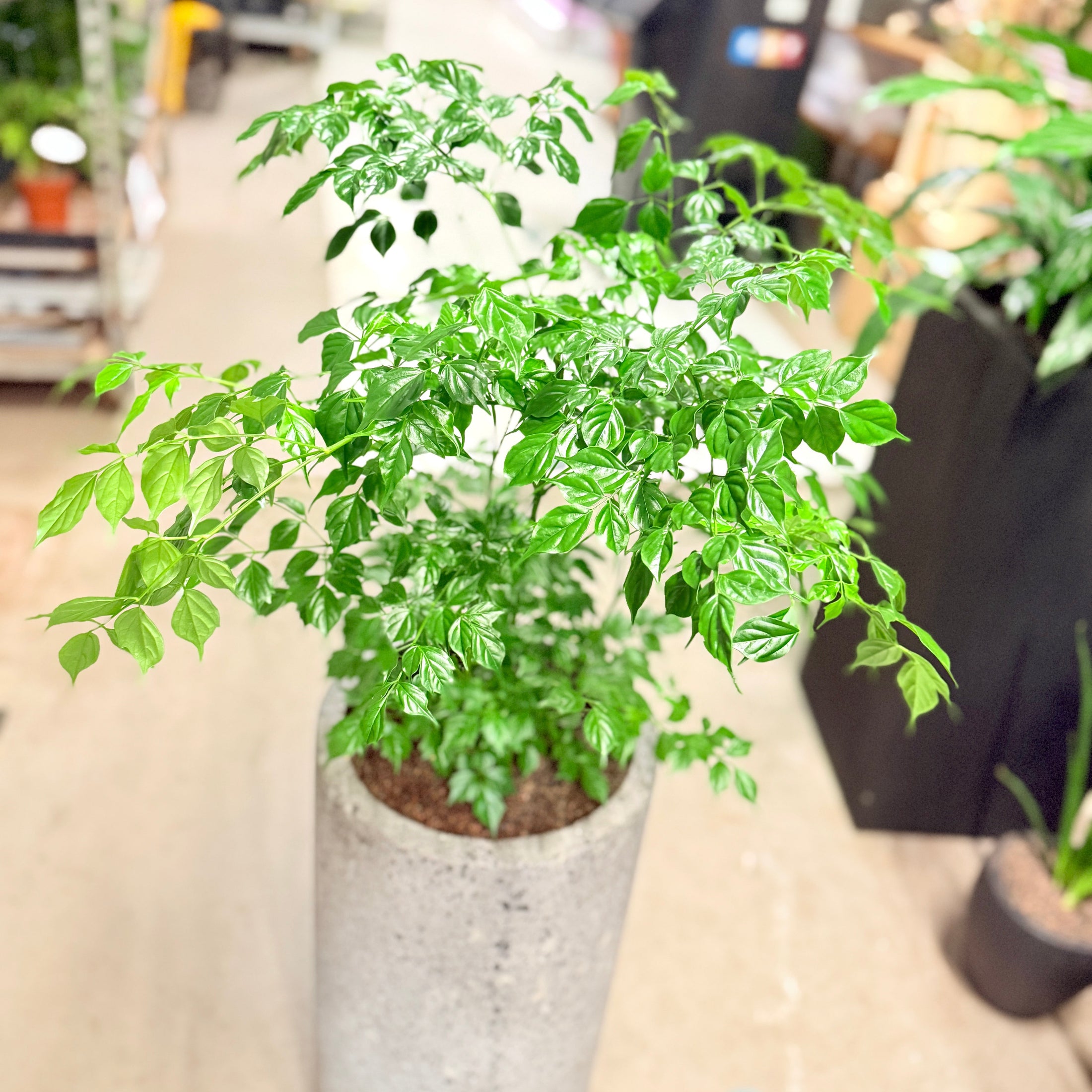 Second Hand Radermachera – Kina-Dukke-Træ med Elegant Udtryk
