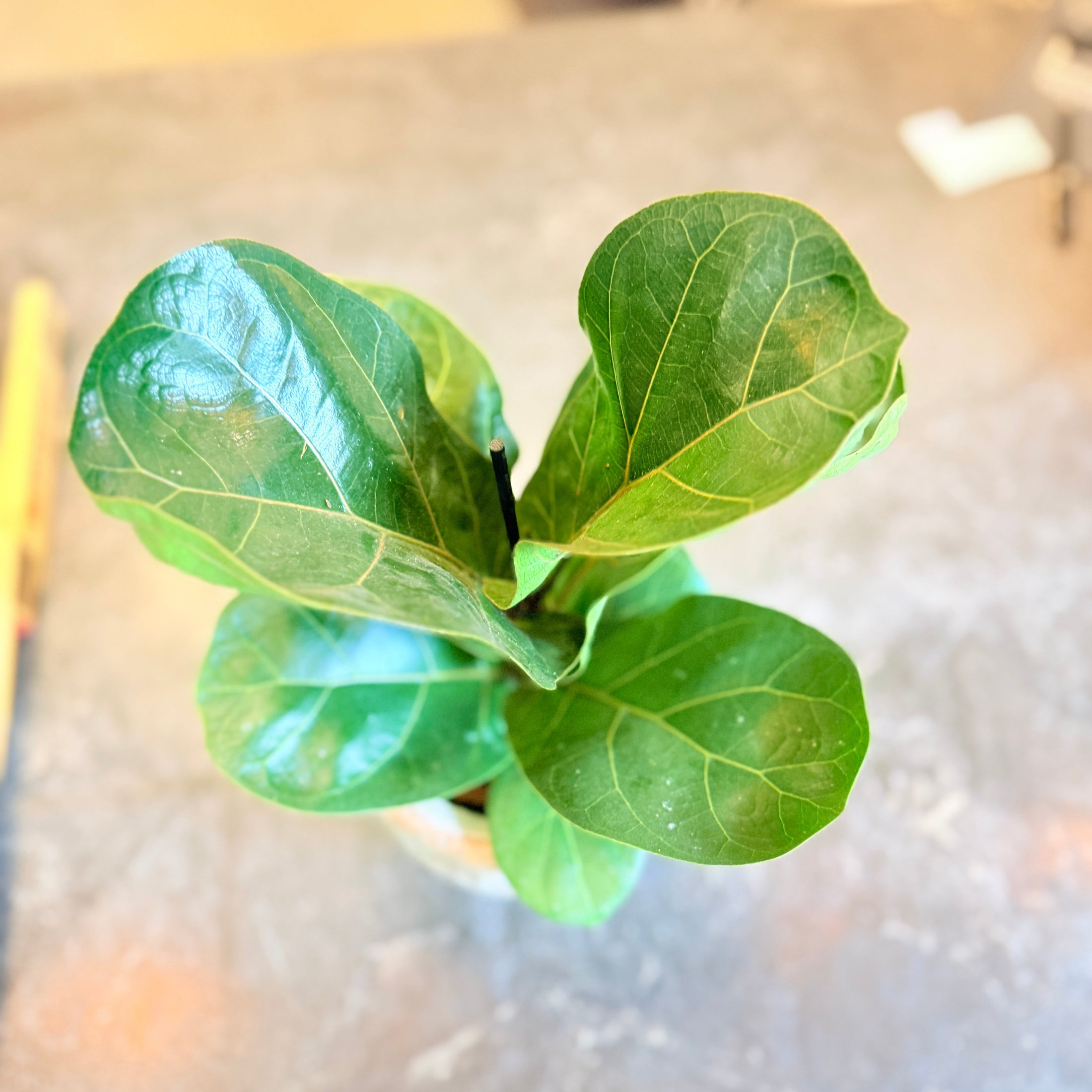 Second Hand Ficus lyrata – Violinfigen i Flot Krukke