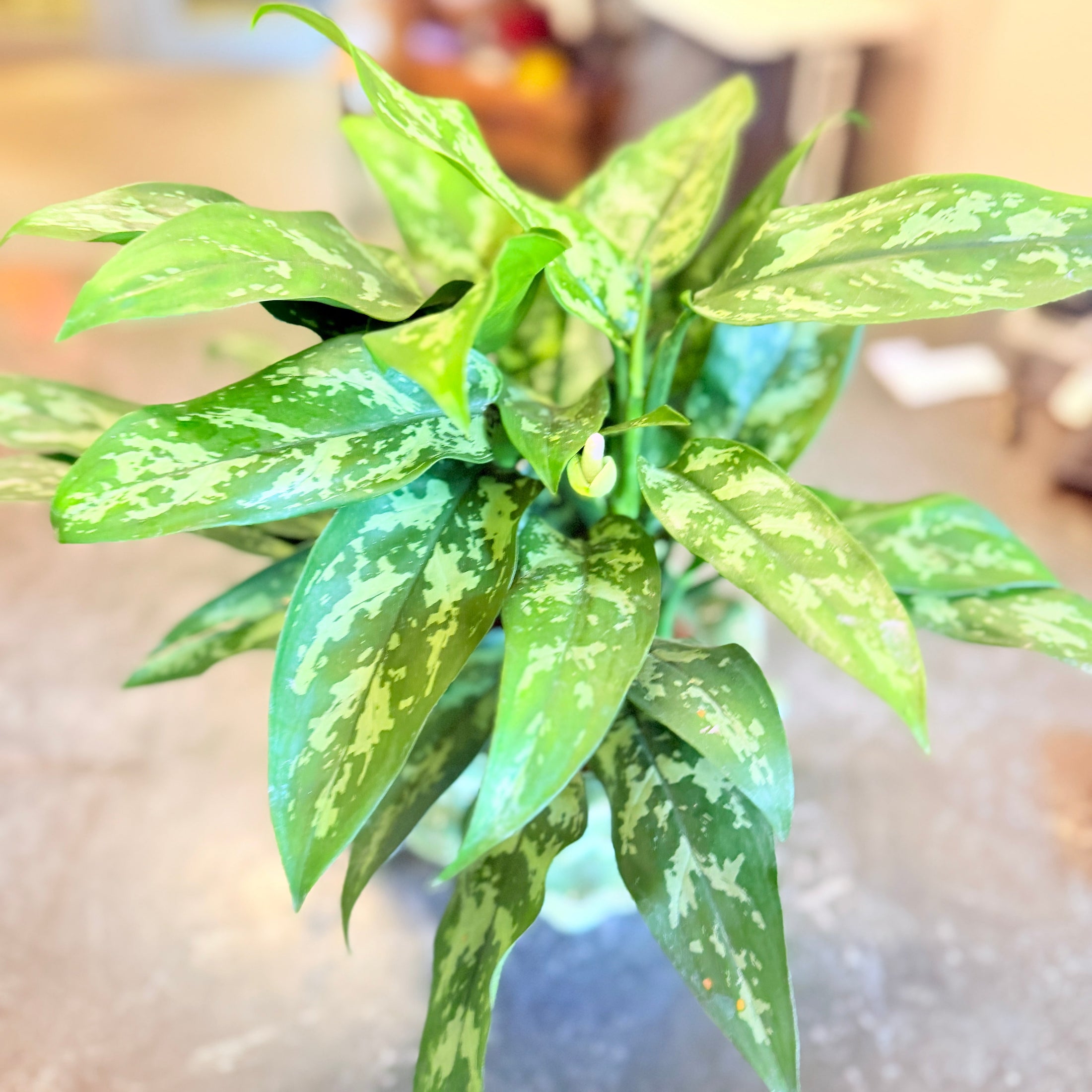 Second Hand Aglaonema – Kinesisk Stedsegrøn i Flot Krukke