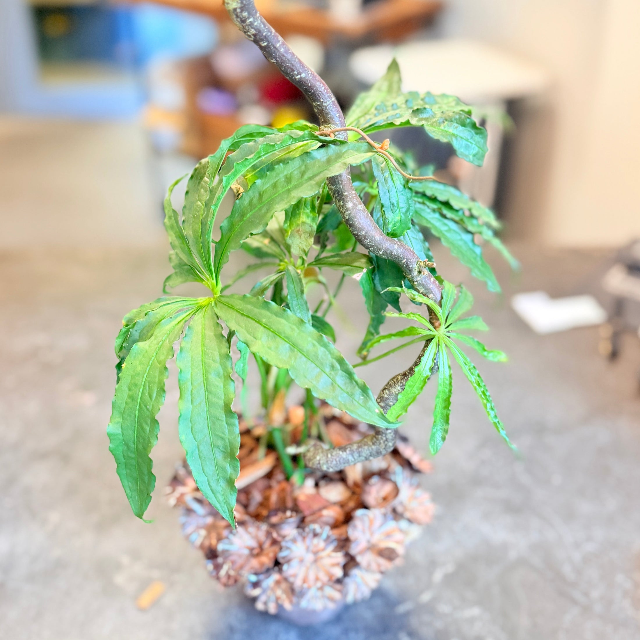 Second Hand Anthurium polyschistum – Elegant Fingerbladet Stueplante på 50 cm