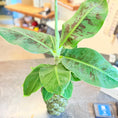 Indlæs billede i gallerivisning, Second Hand Bananpalme i Kuglepotte – Tropisk Stueplante på 70 cm
