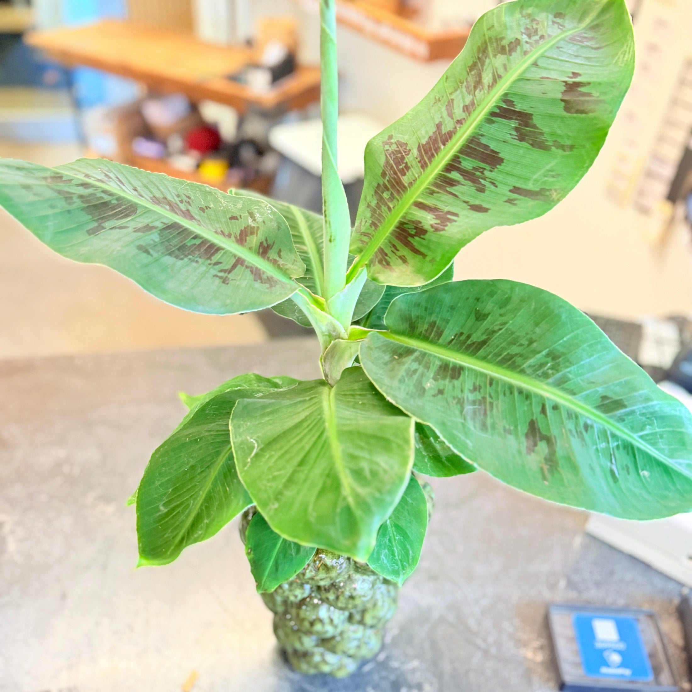 Second Hand Bananpalme i Kuglepotte – Tropisk Stueplante på 70 cm