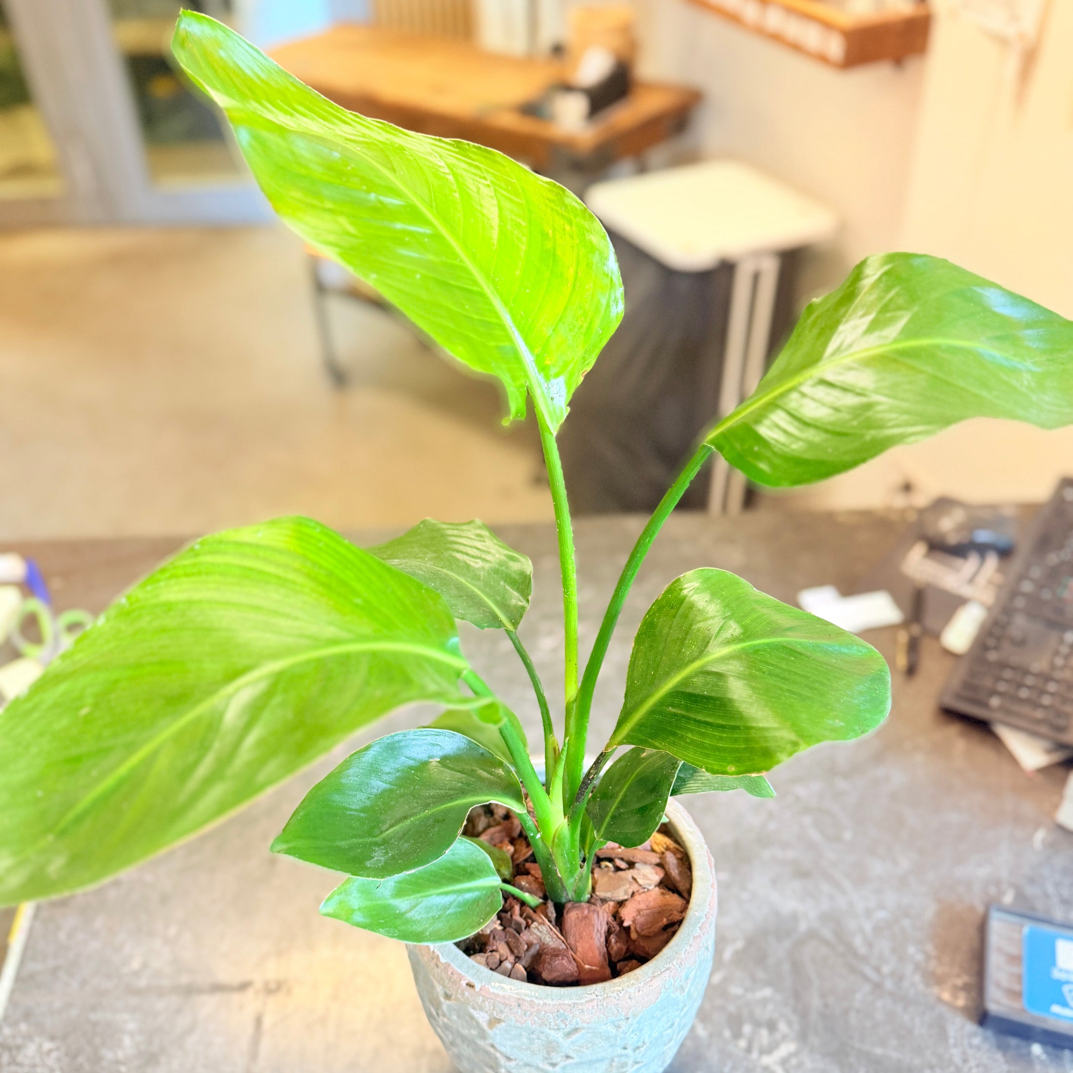 Second Hand Strelitzia – Paradisfugleblomst i Flot Krukke