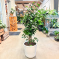 Indlæs billede i gallerivisning, Second Hand Stuefigen – Klassisk Grøn Plante med Robust Karakter
