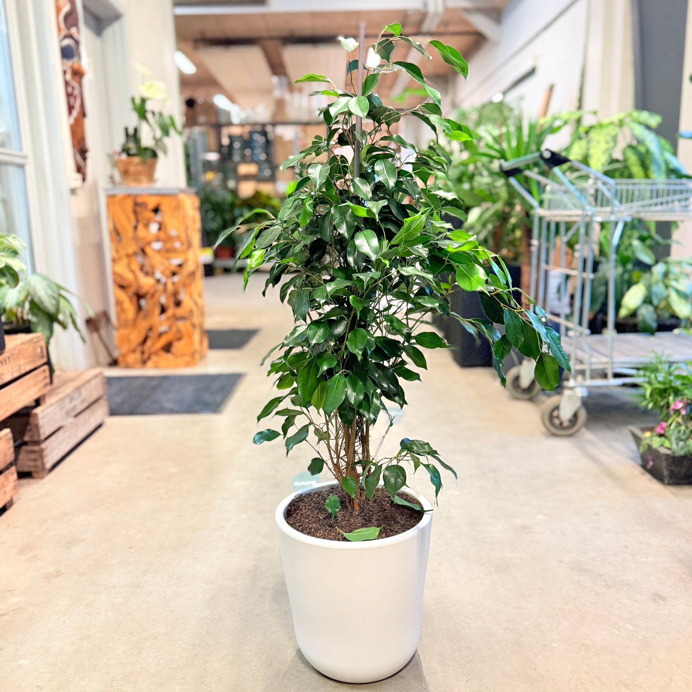 Second Hand Stuefigen – Klassisk Grøn Plante med Robust Karakter