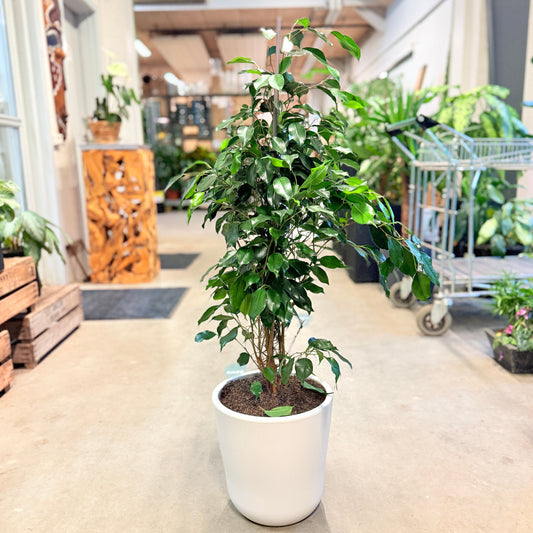 Second Hand Stuefigen – Klassisk Grøn Plante med Robust Karakter