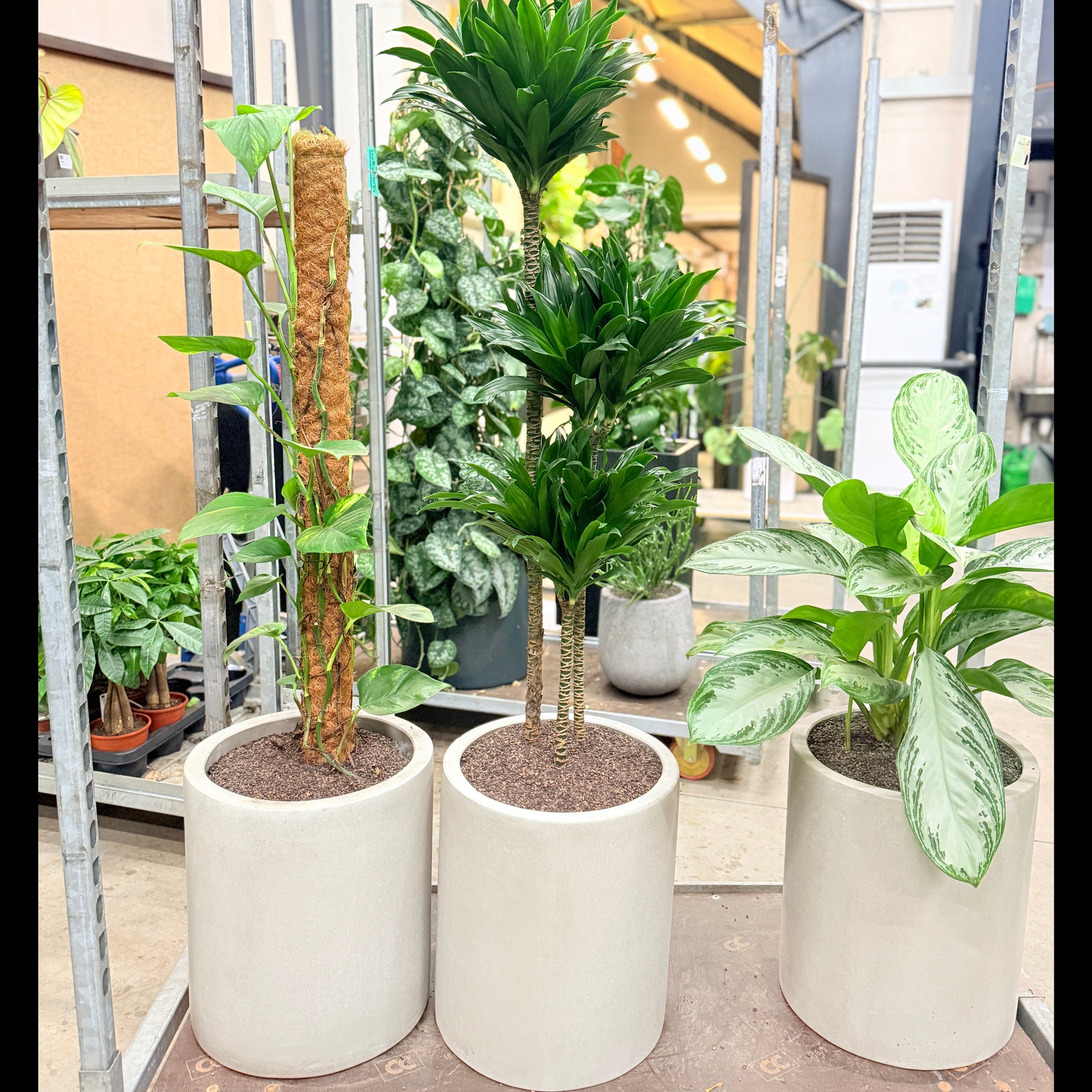 Second Hand Dracaena – Elegant Grøn Plante i Cementkrukke
