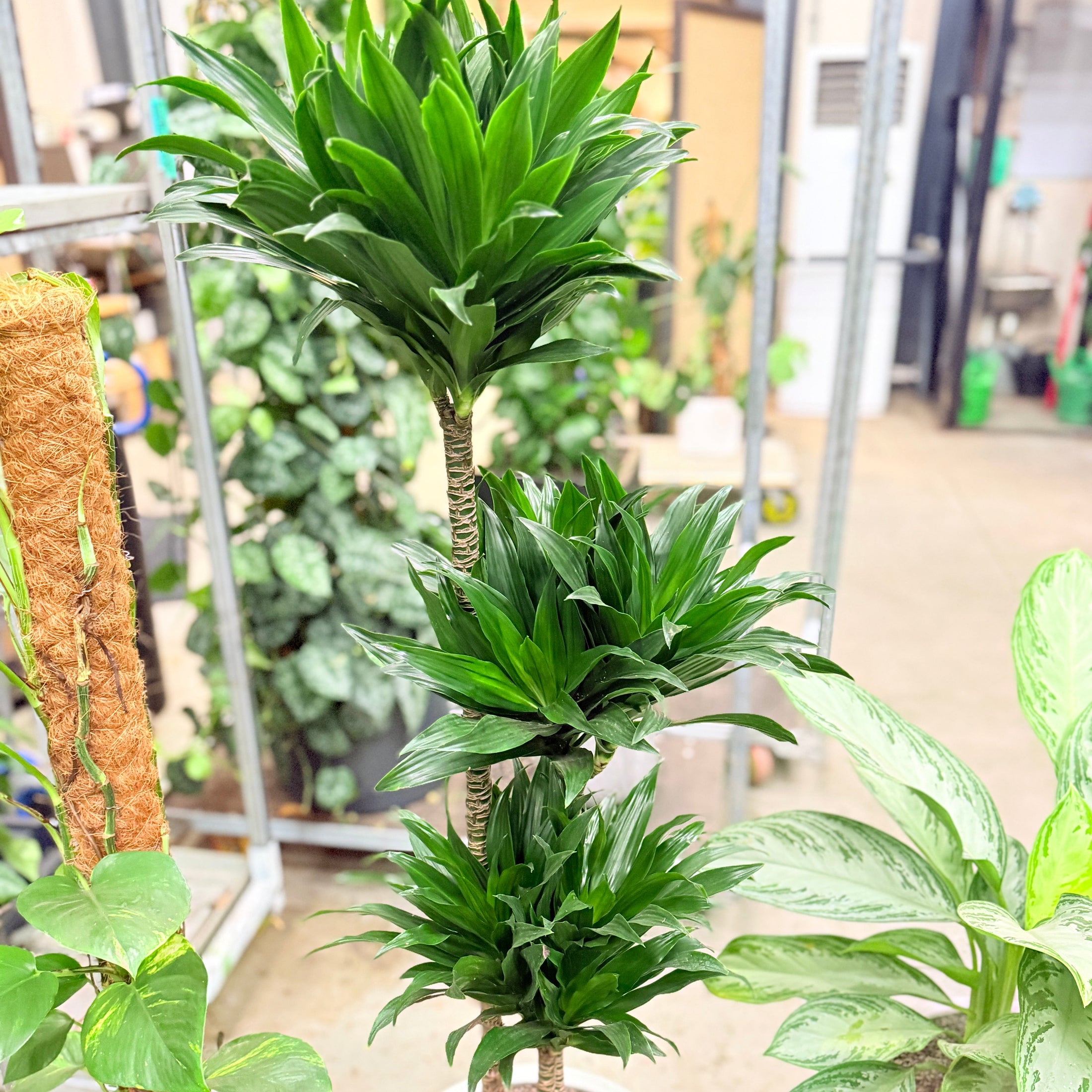 Second Hand Dracaena – Elegant Grøn Plante i Cementkrukke