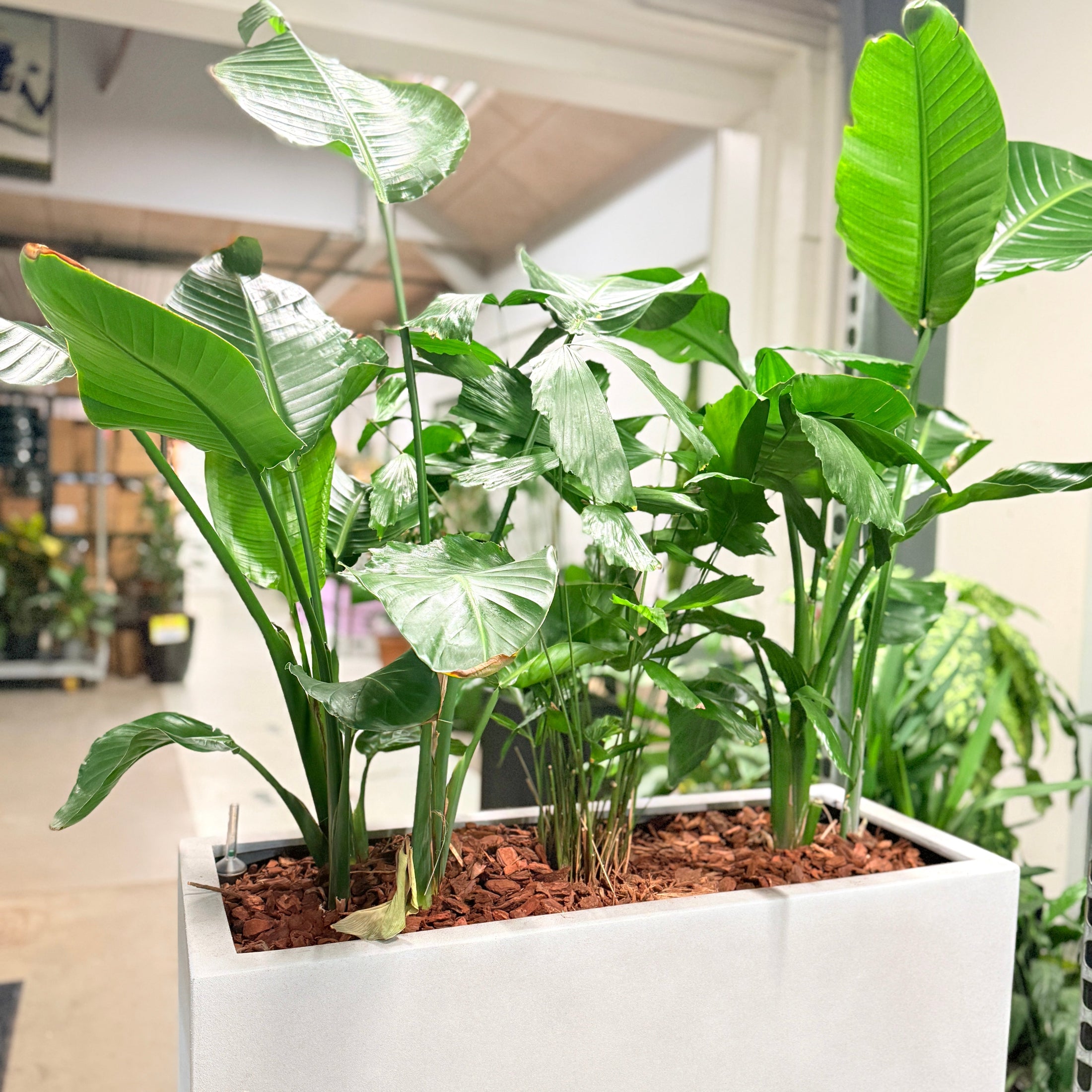 Second Hand Plantekumme – Strelitzia med Grønne Bundplanter