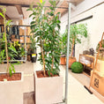 Indlæs billede i gallerivisning, Second Hand Ficus Moclame – Robust Stueplante 190 cm i Cementkrukke
