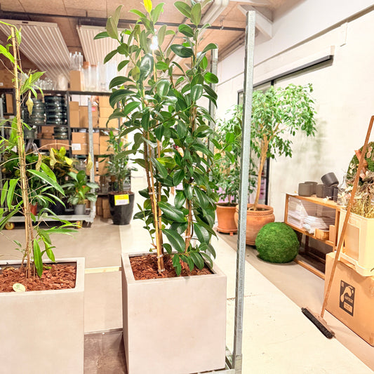 Second Hand Ficus Moclame – Robust Stueplante 190 cm i Cementkrukke