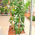 Indlæs billede i gallerivisning, Second Hand Ficus Moclame – Robust Stueplante 190 cm i Cementkrukke
