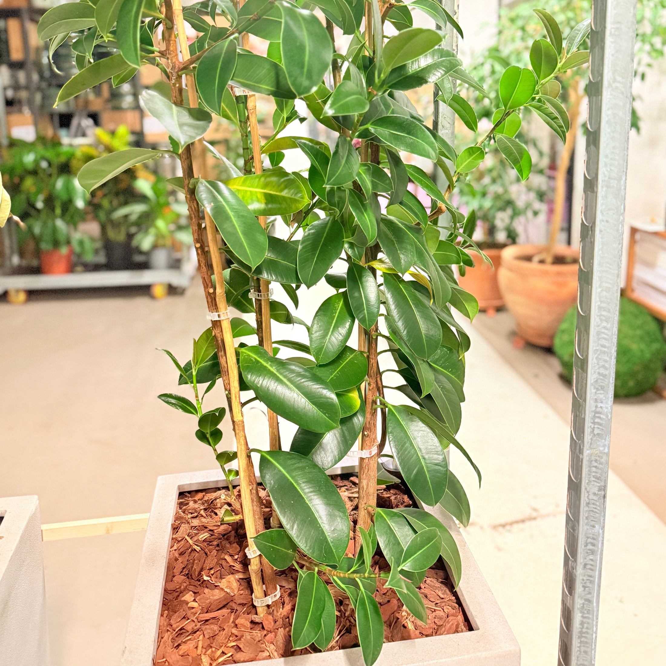 Second Hand Ficus Moclame – Robust Stueplante 190 cm i Cementkrukke