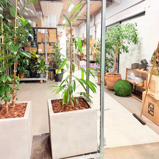 Second Hand Ficus Alii – Langbladet Figen 170 cm i Cementkrukke