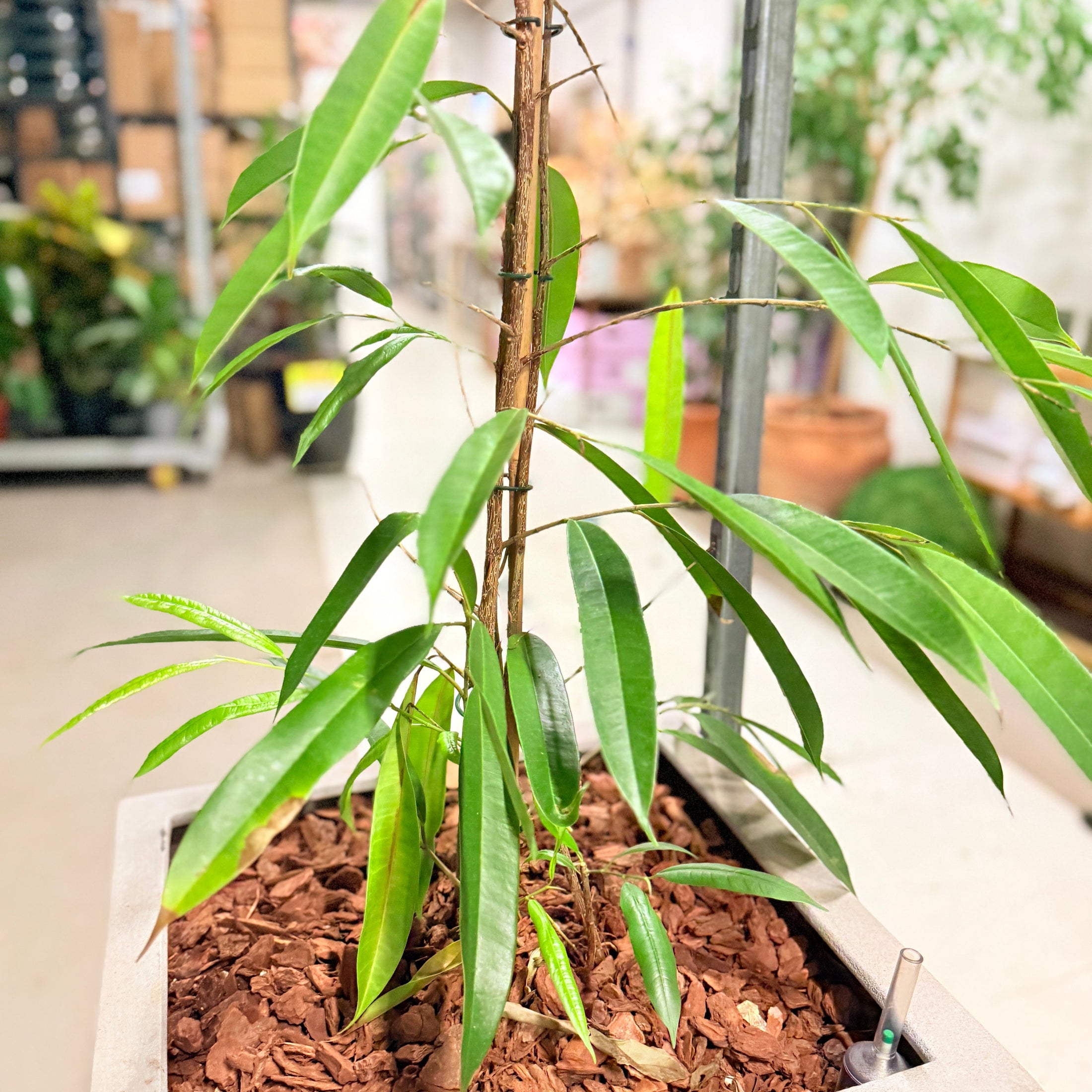 Second Hand Ficus Alii – Langbladet Figen 170 cm i Cementkrukke