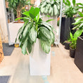 Indlæs billede i gallerivisning, Second Hand Aglaonema – Sølvgrøn Stueplante 100 cm i Cementkrukke
