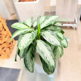 Indlæs billede i gallerivisning, Second Hand Aglaonema – Sølvgrøn Stueplante 100 cm i Cementkrukke
