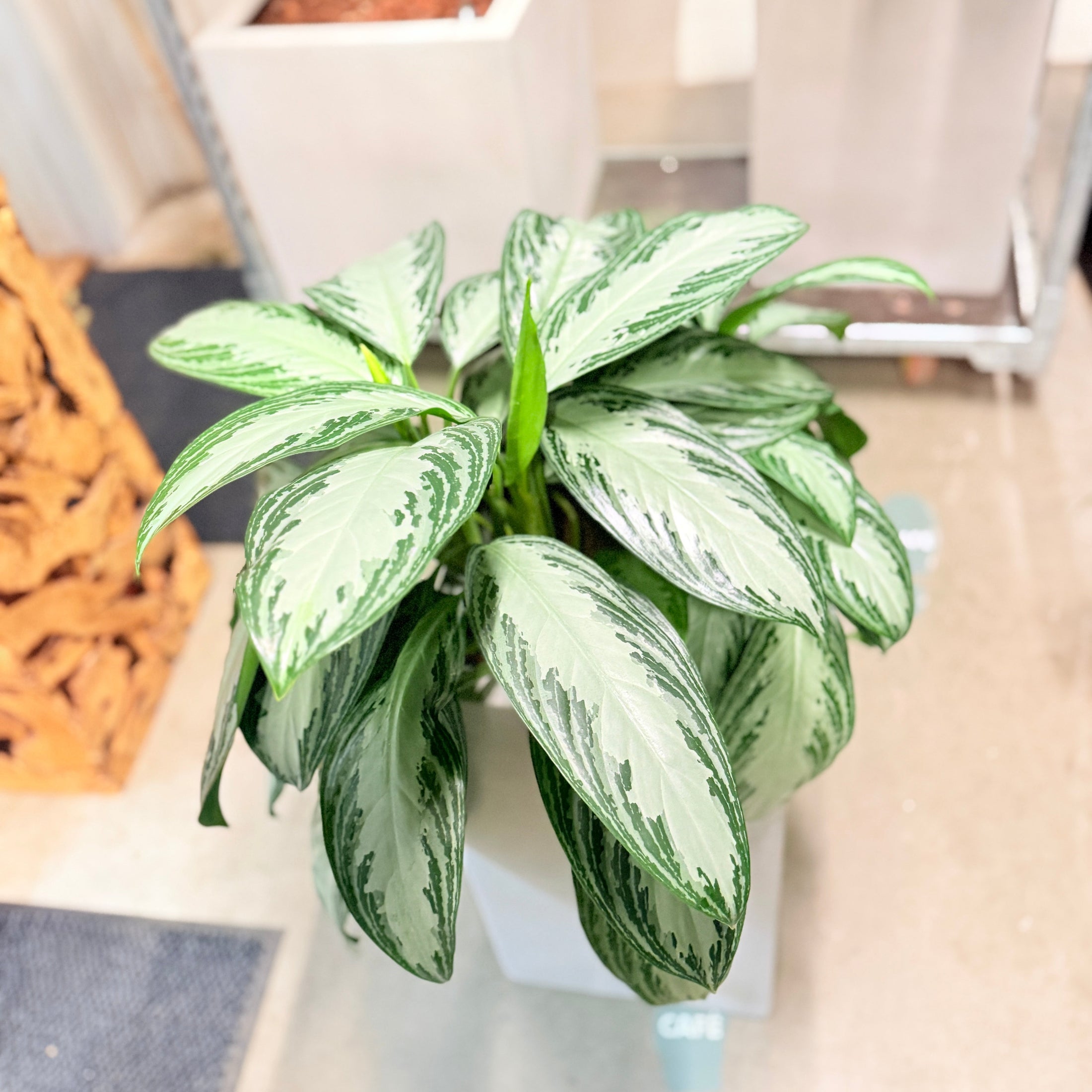 Second Hand Aglaonema – Sølvgrøn Stueplante 100 cm i Cementkrukke