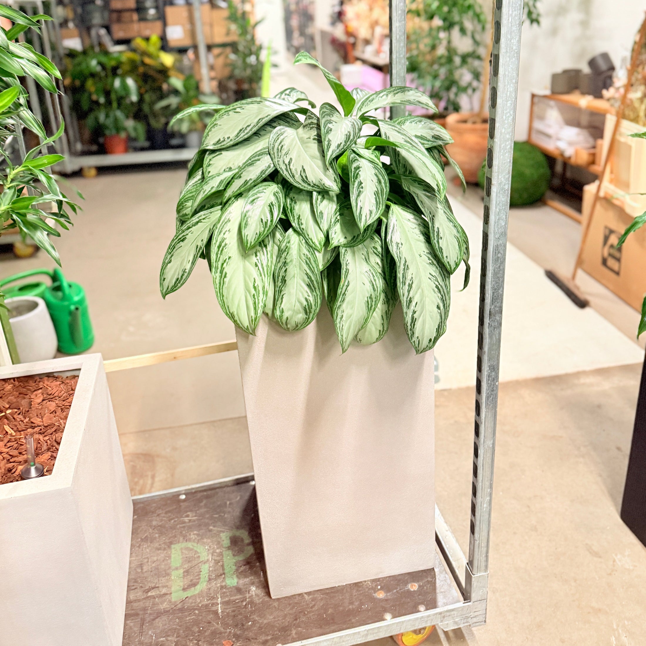 Second Hand Aglaonema – Sølvgrøn Stueplante 120 cm i Høj Cementkrukke