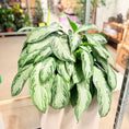Indlæs billede i gallerivisning, Second Hand Aglaonema – Sølvgrøn Stueplante 120 cm i Høj Cementkrukke
