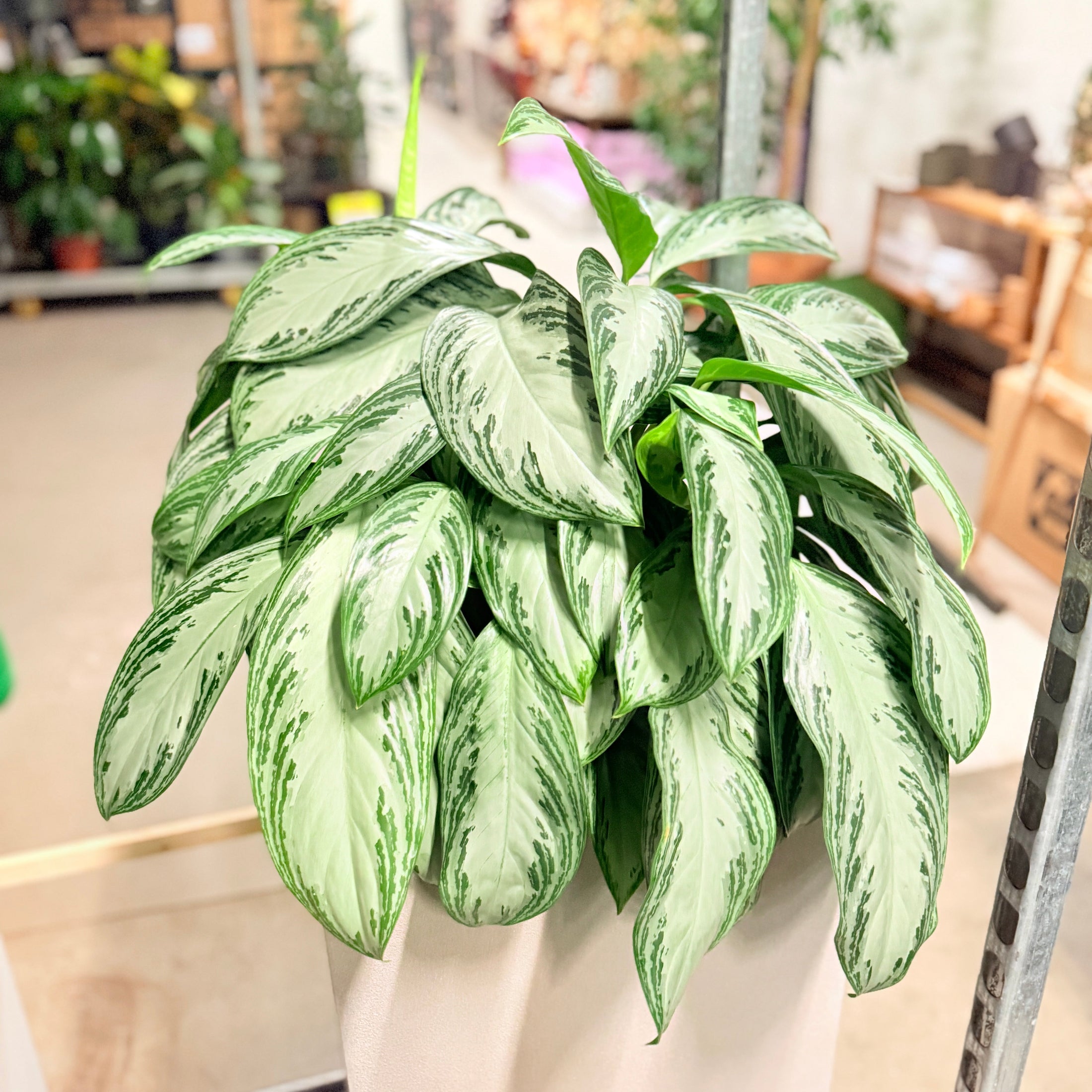 Second Hand Aglaonema – Sølvgrøn Stueplante 120 cm i Høj Cementkrukke