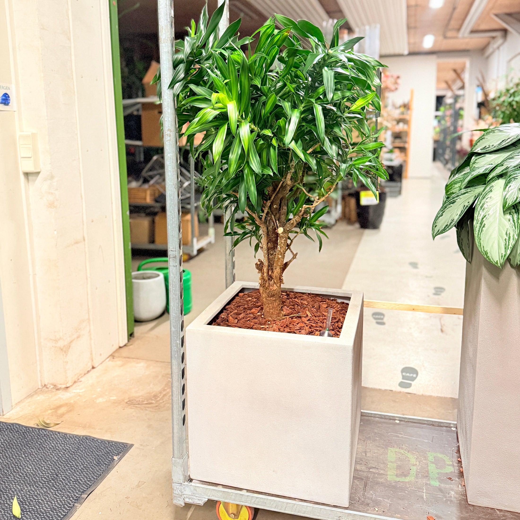 Second Hand Dracaena Compacta – Robust Stueplante 140 cm i Cementkrukke